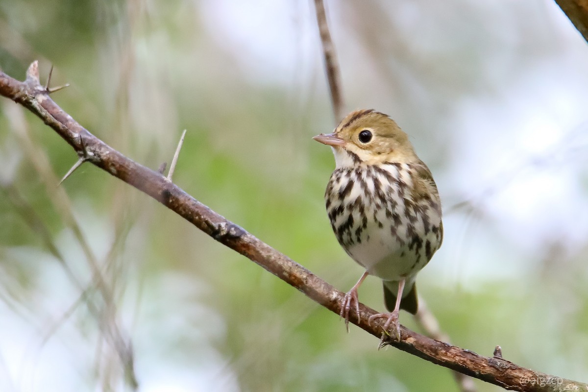 Ovenbird - ML282573421