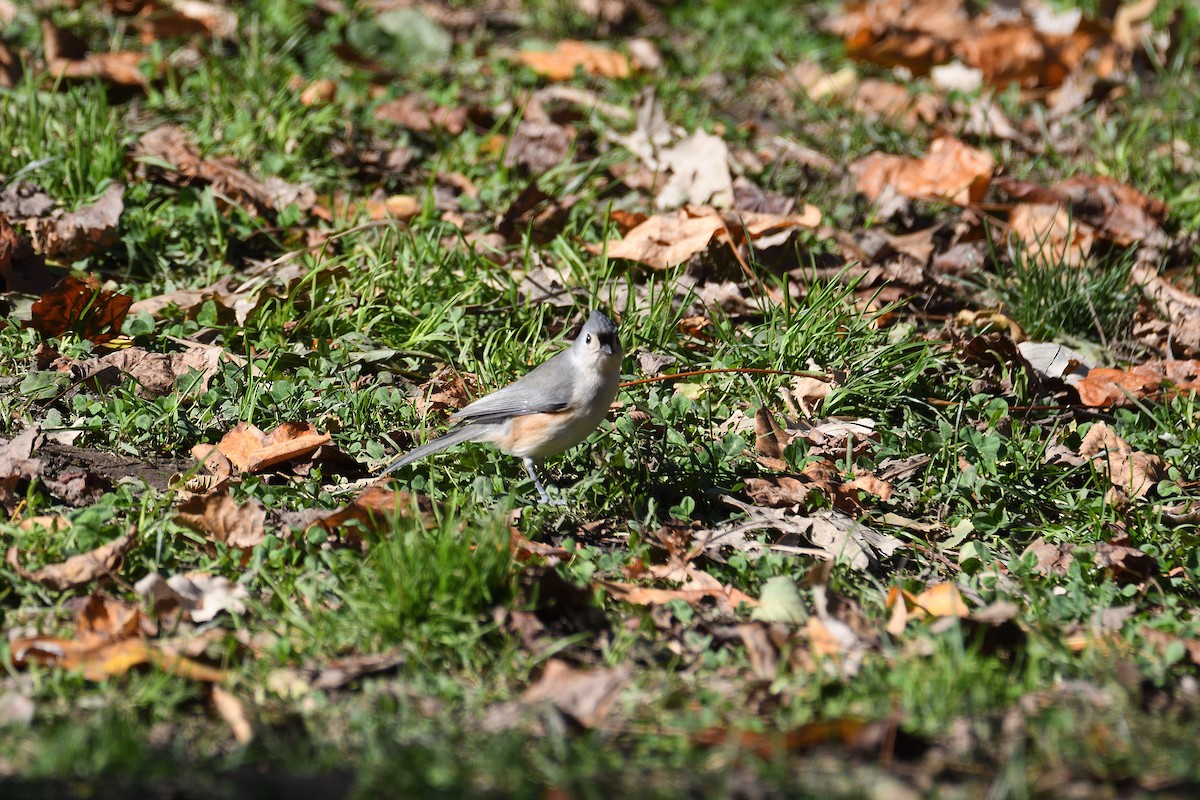 Tufted Titmouse - ML282573721