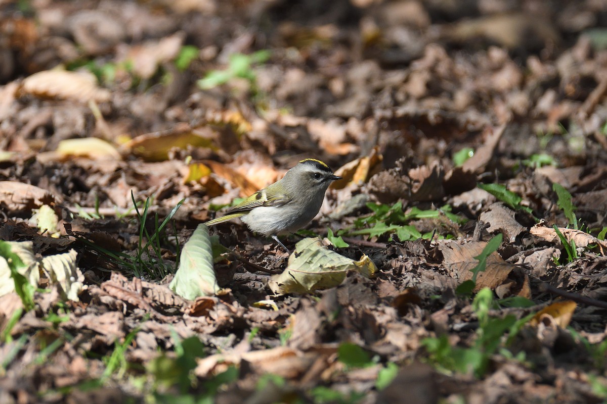 Golden-crowned Kinglet - ML282573821