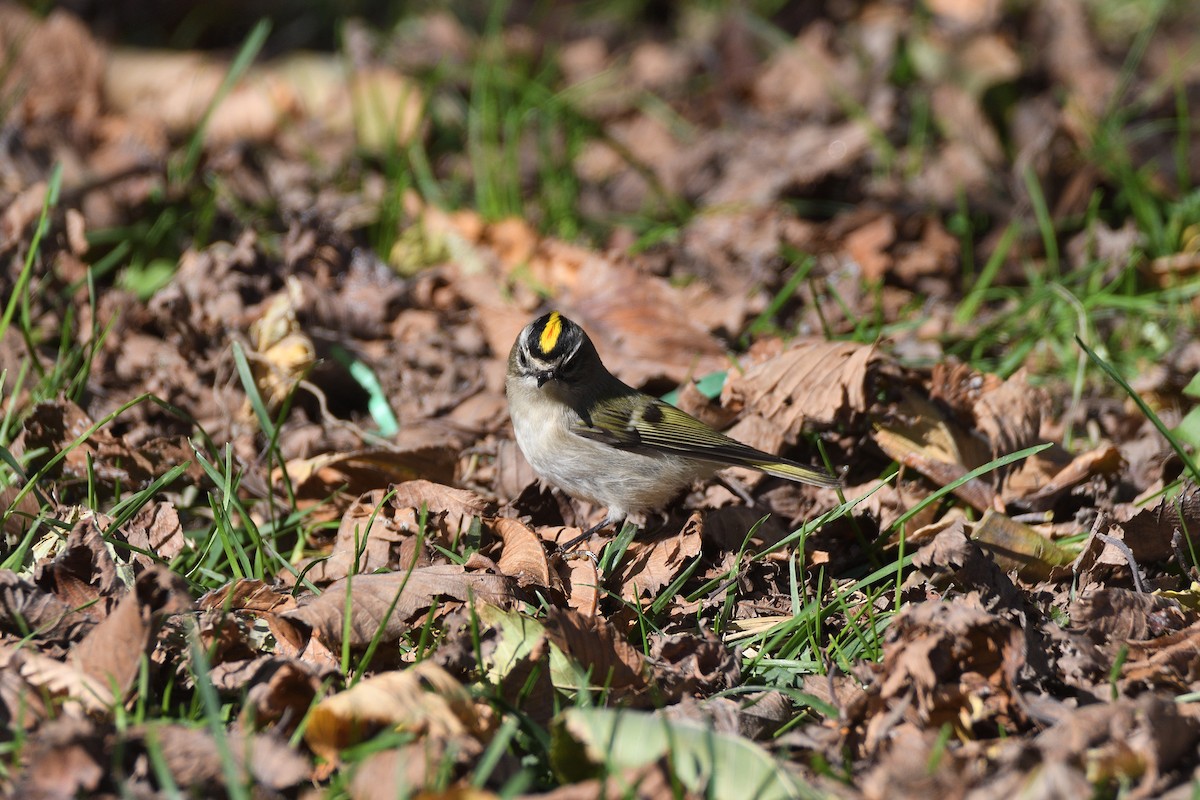 Golden-crowned Kinglet - ML282573831