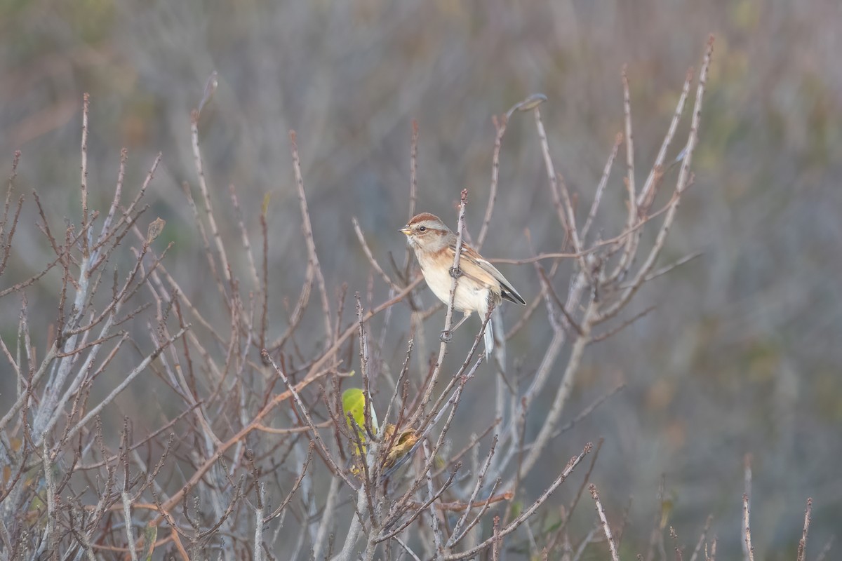 American Tree Sparrow - ML282574571