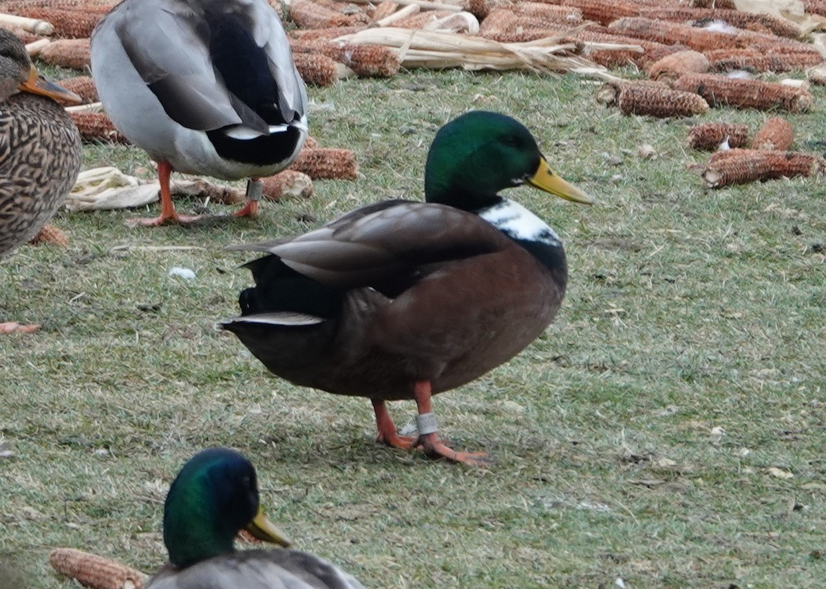 Canard colvert - ML282574601