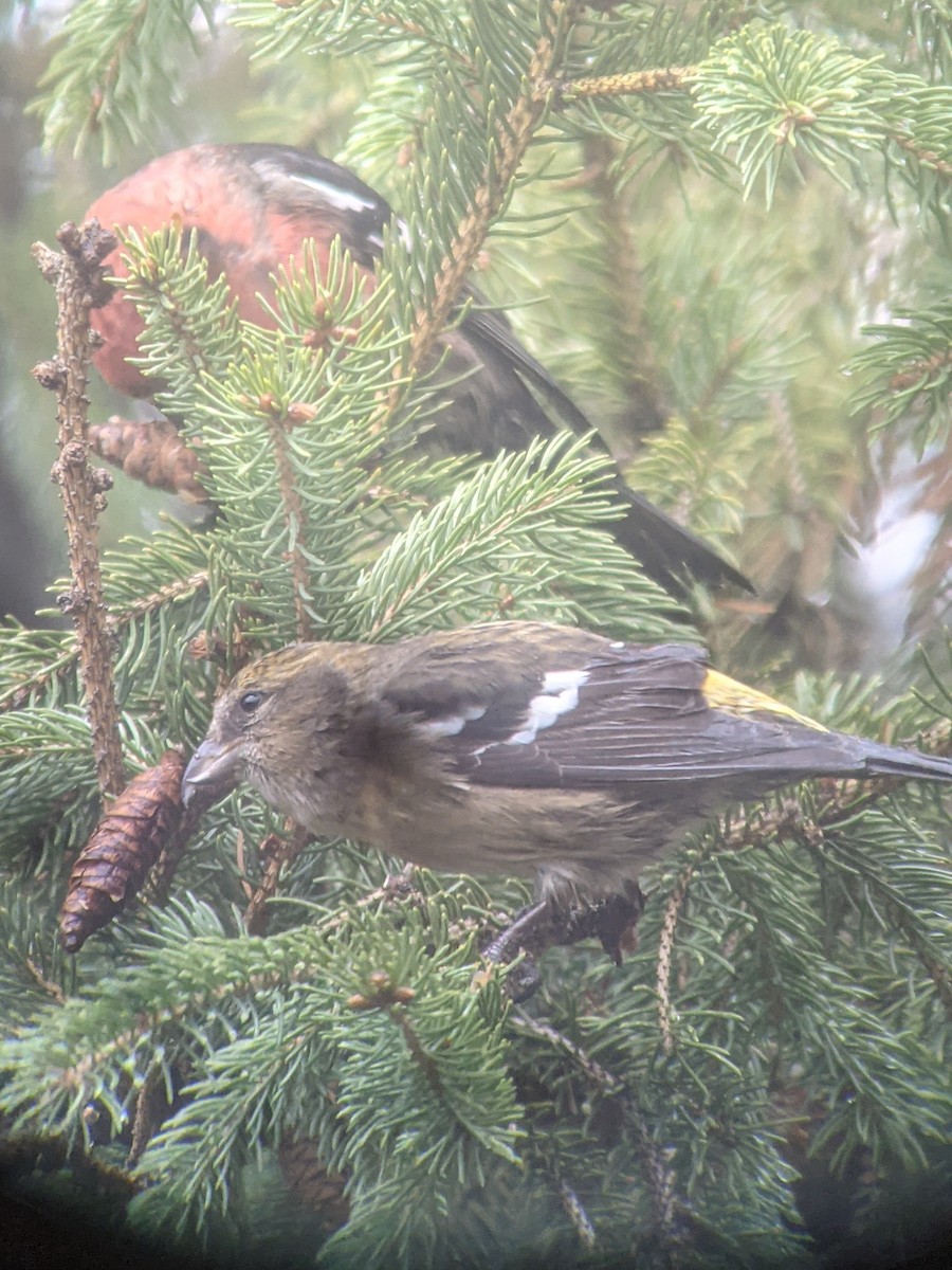 White-winged Crossbill - ML282574681