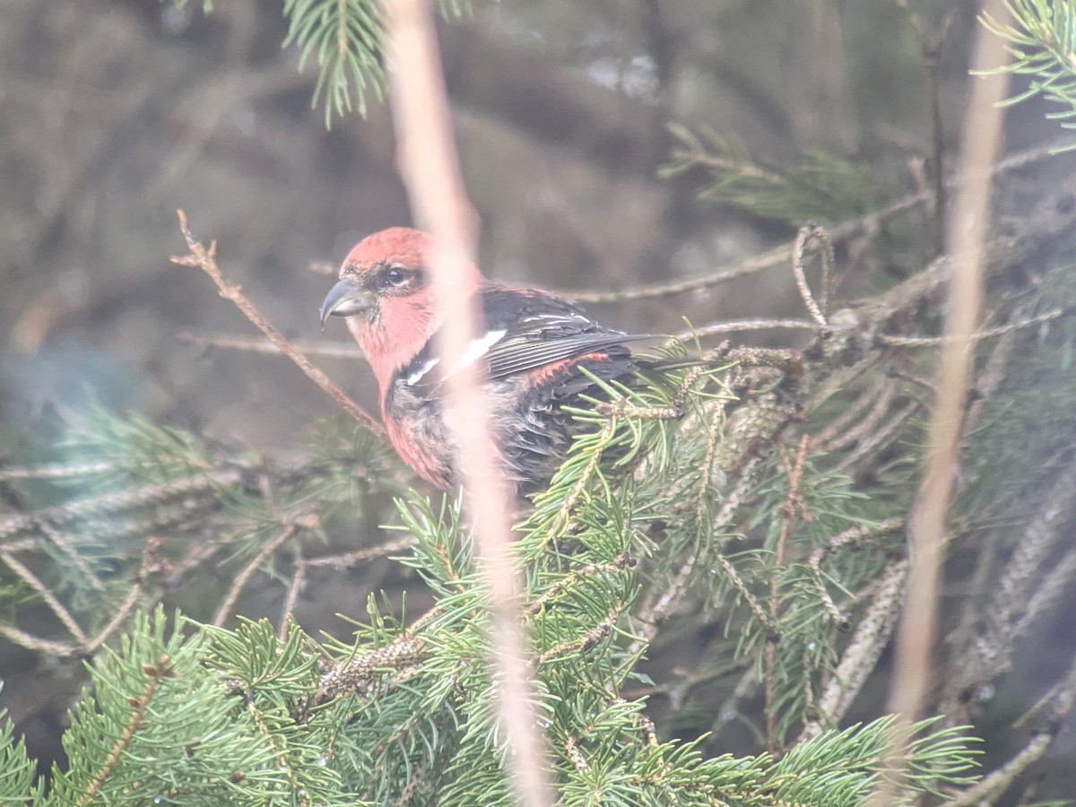 White-winged Crossbill - ML282575091