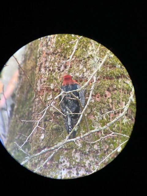 Red-breasted Sapsucker - Tom Bowden