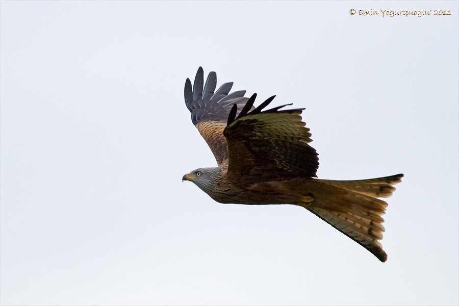 Red Kite - Emin Yogurtcuoglu I birddetective