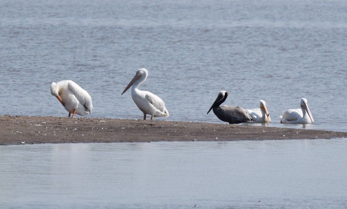 Brown Pelican - ML28257631