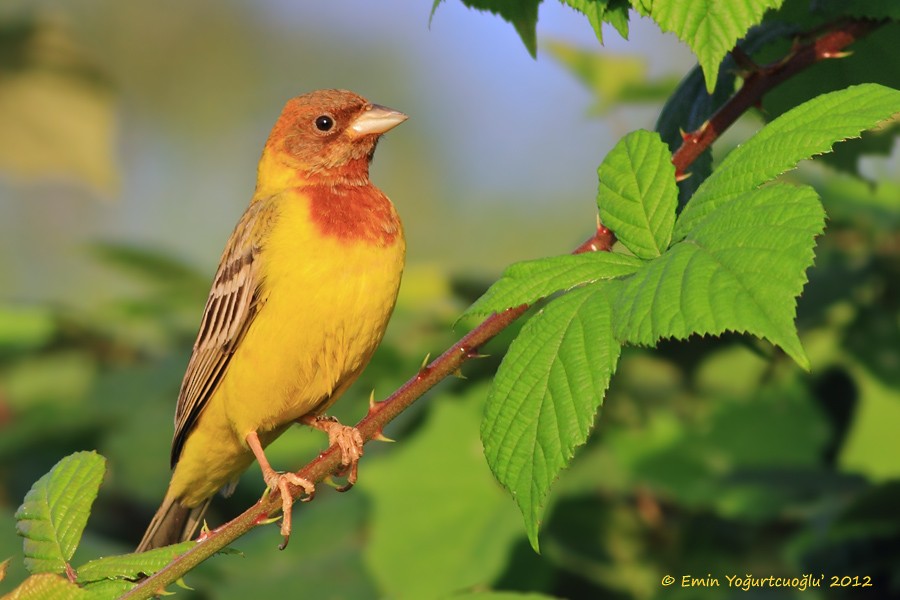 Red-headed Bunting - Emin Yogurtcuoglu I birddetective