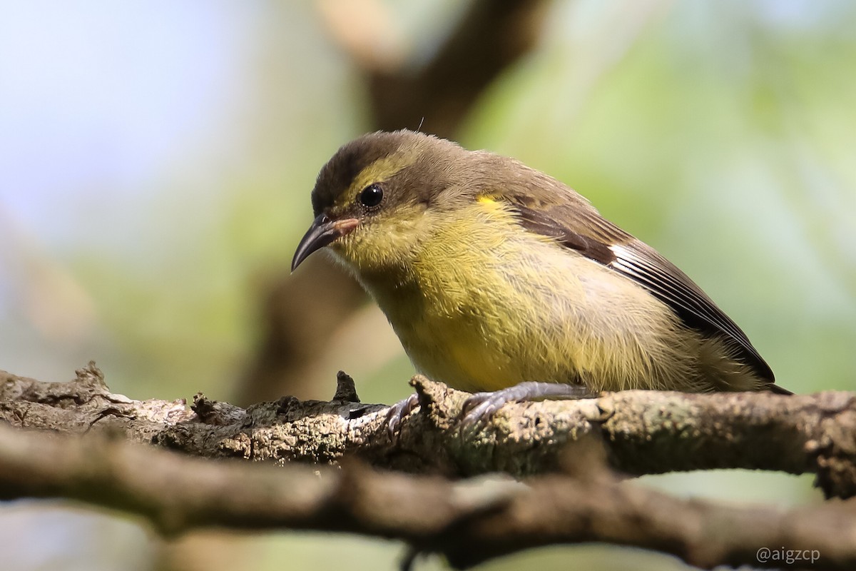 Bananaquit (Greater Antillean) - Aitor Gonzalo