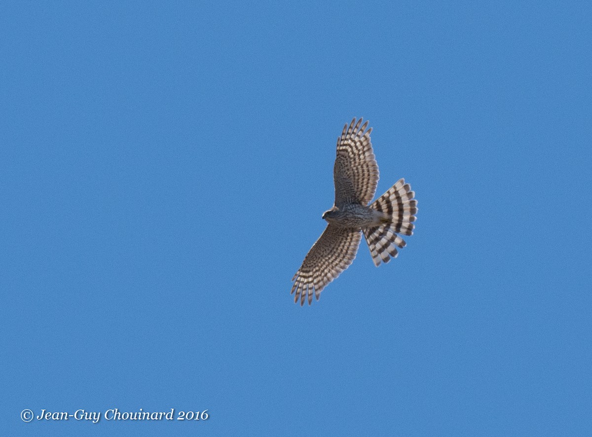 Cooper's Hawk - ML28257731