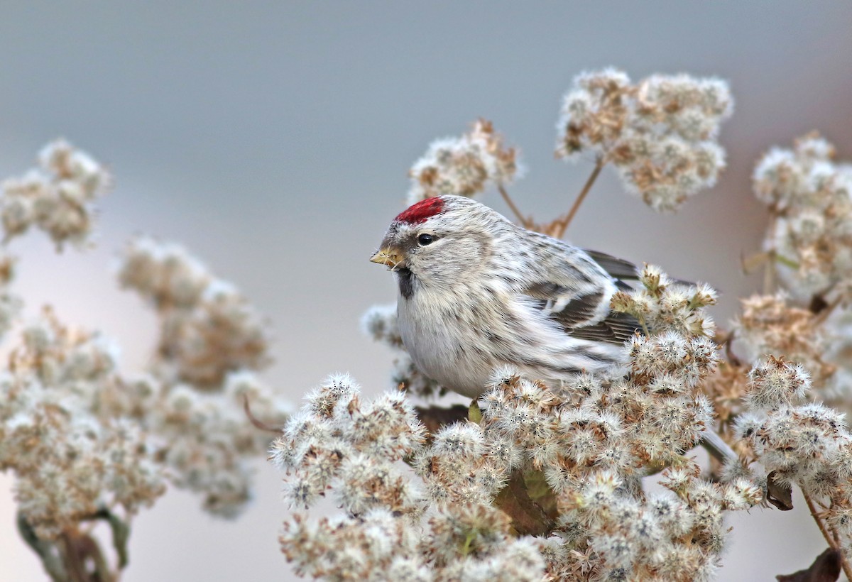Redpoll (Hoary) - Jeremiah Trimble