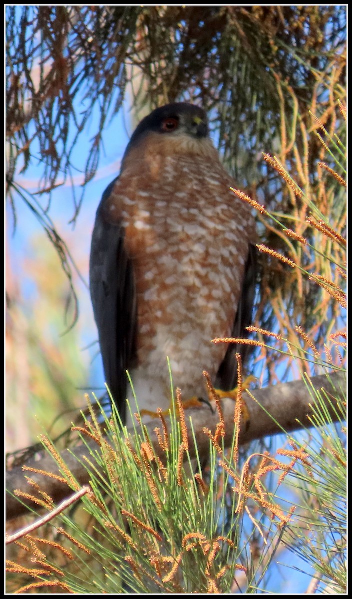 Sharp-shinned Hawk - Peter Gordon