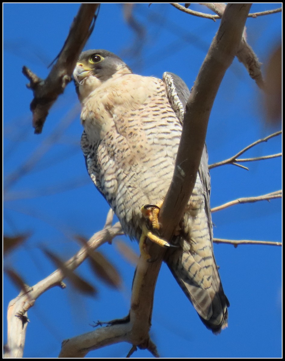 Peregrine Falcon - ML282578631