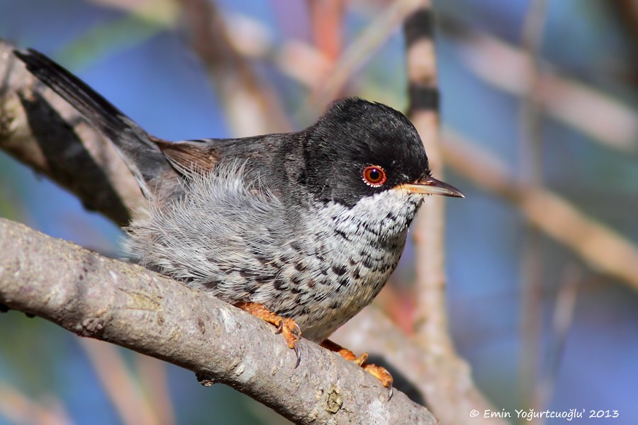 Cyprus Warbler - Emin Yogurtcuoglu I birddetective