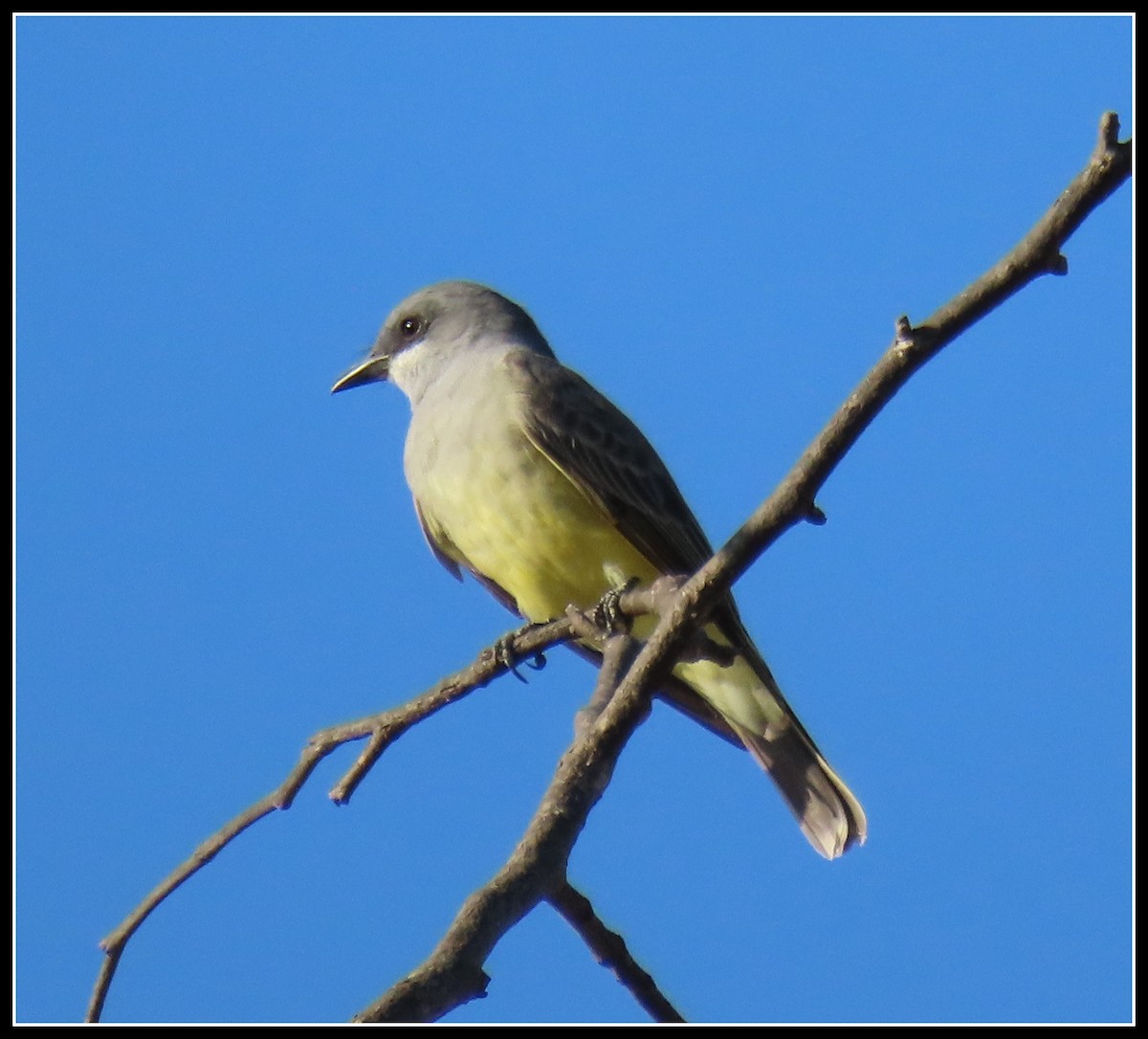 Cassin's Kingbird - Peter Gordon