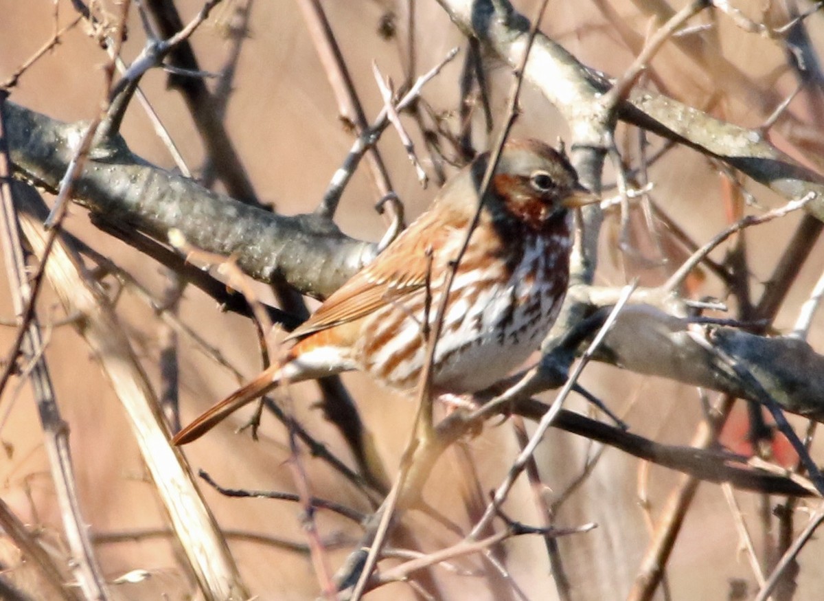 strnadec kaštanový (ssp. iliaca/zaboria) - ML282580061