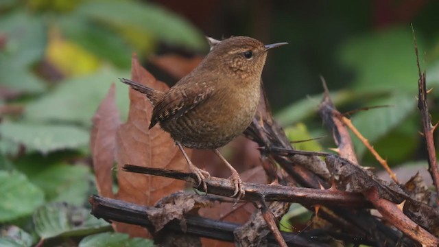 Pacific Wren - ML282580131