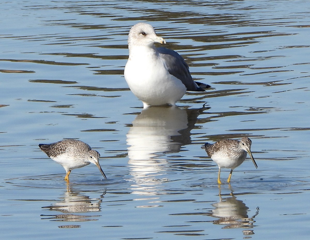 Greater Yellowlegs - Lauri Taylor