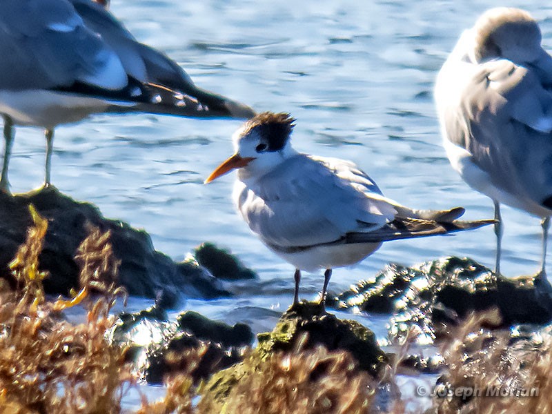 Elegant Tern - Joseph Morlan