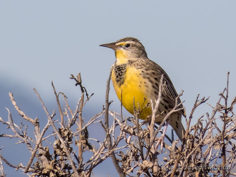 Western Meadowlark - Joseph Morlan