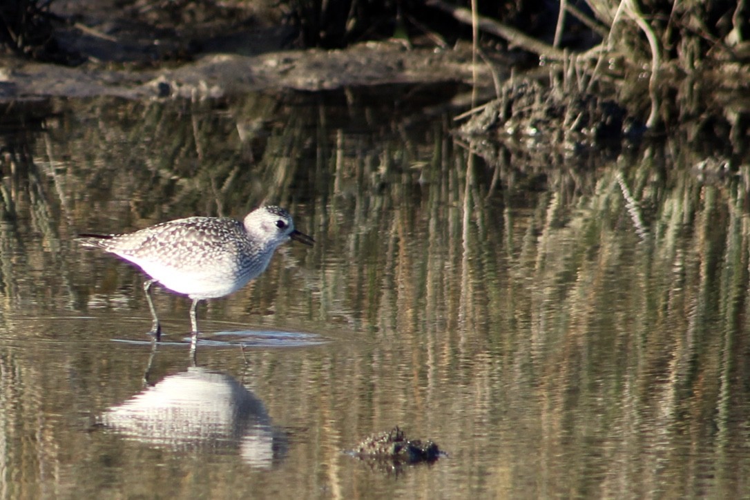 Black-bellied Plover - ML282582591