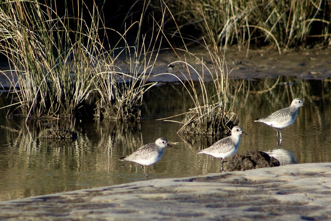 Black-bellied Plover - ML282582601