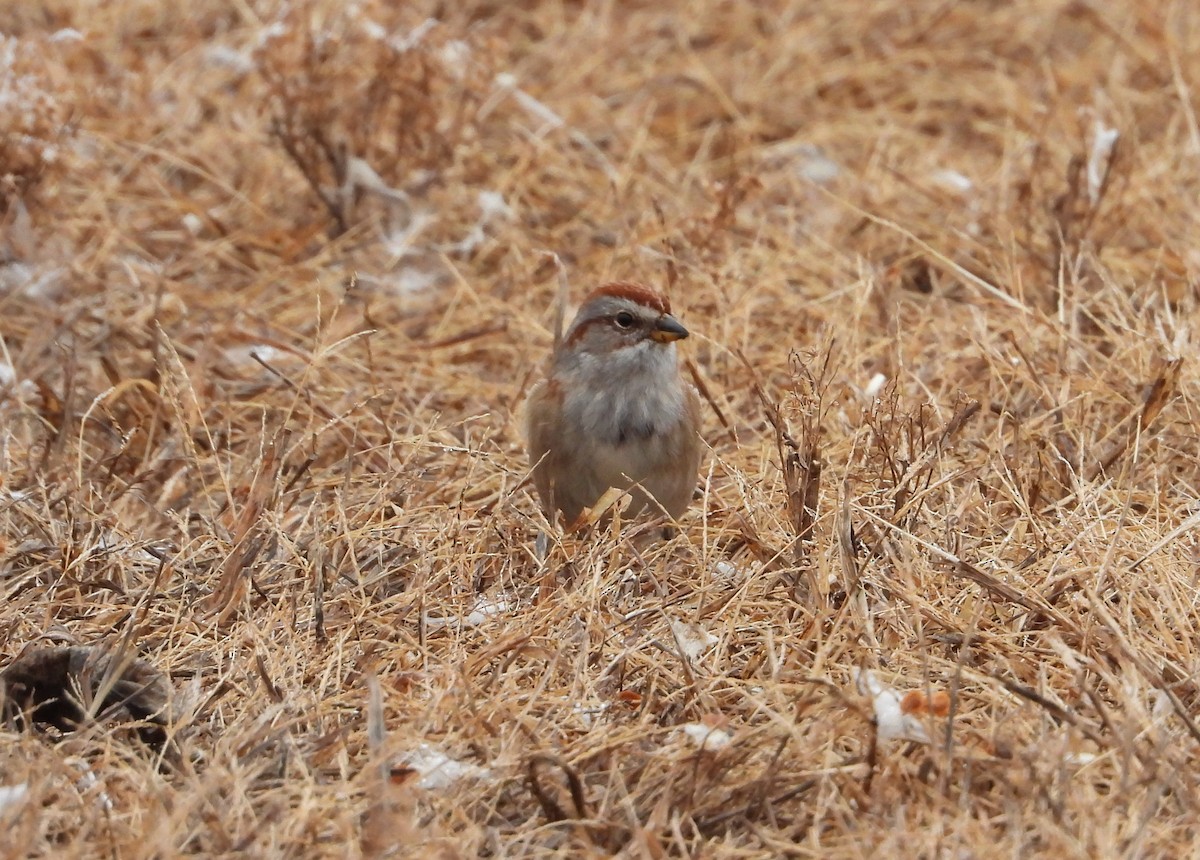 American Tree Sparrow - ML282582931