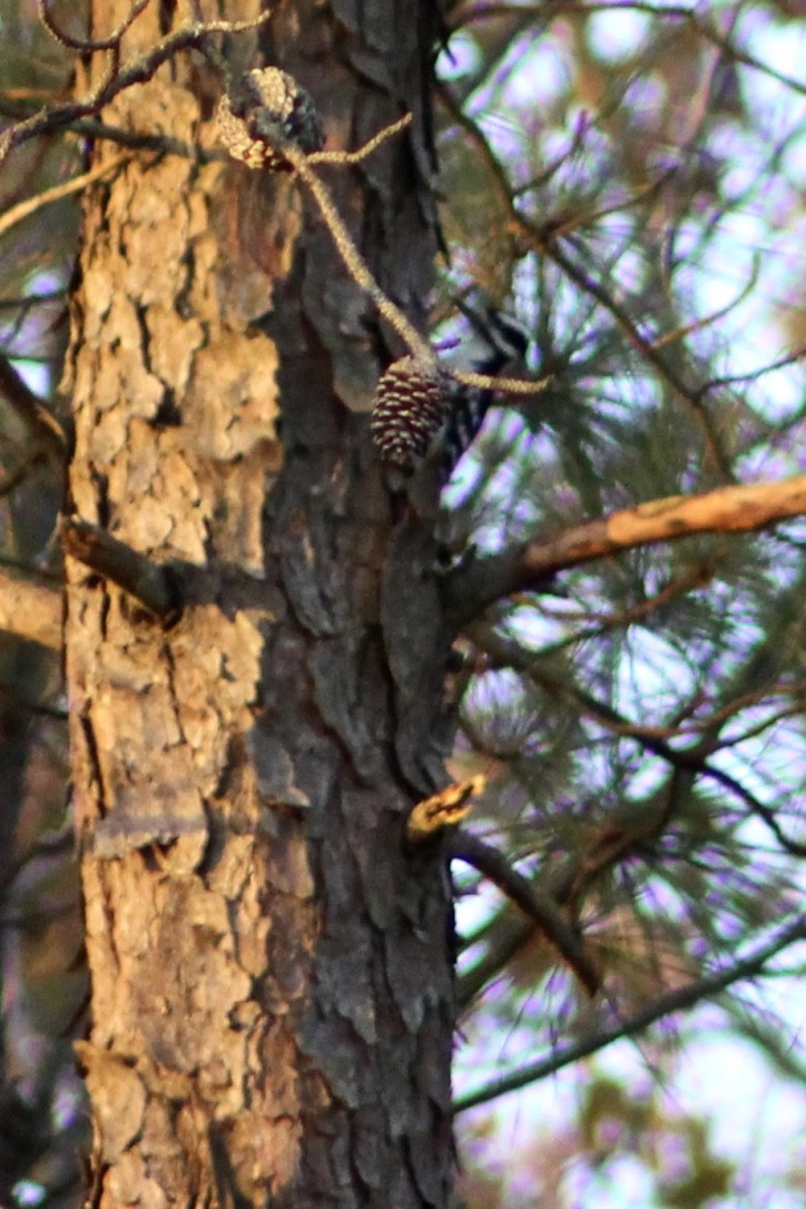 Hairy Woodpecker - ML282583601