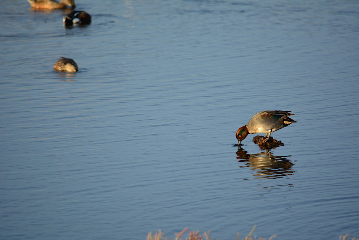 Green-winged Teal - Paulo Narciso