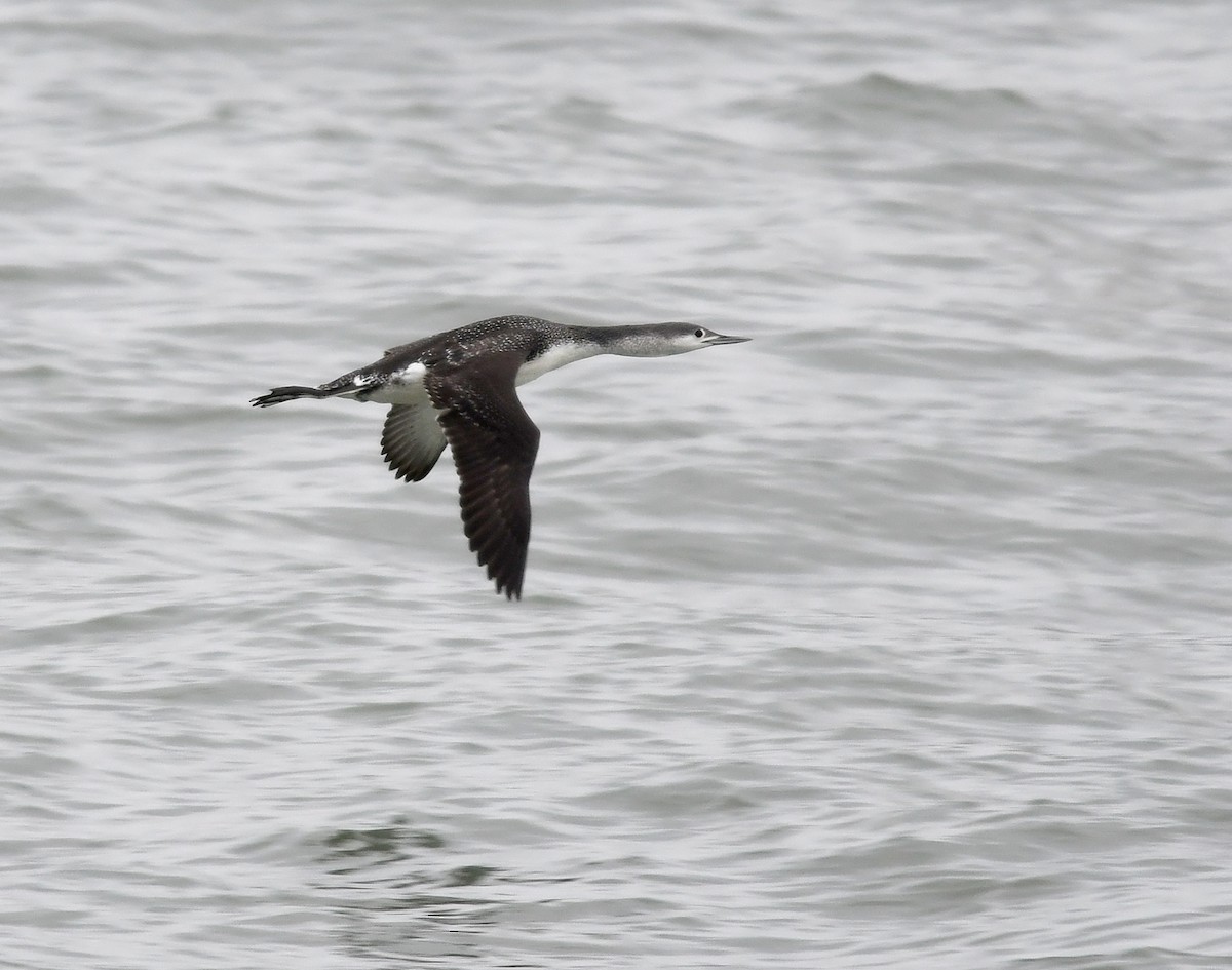 Red-throated Loon - Joshua van der Meulen