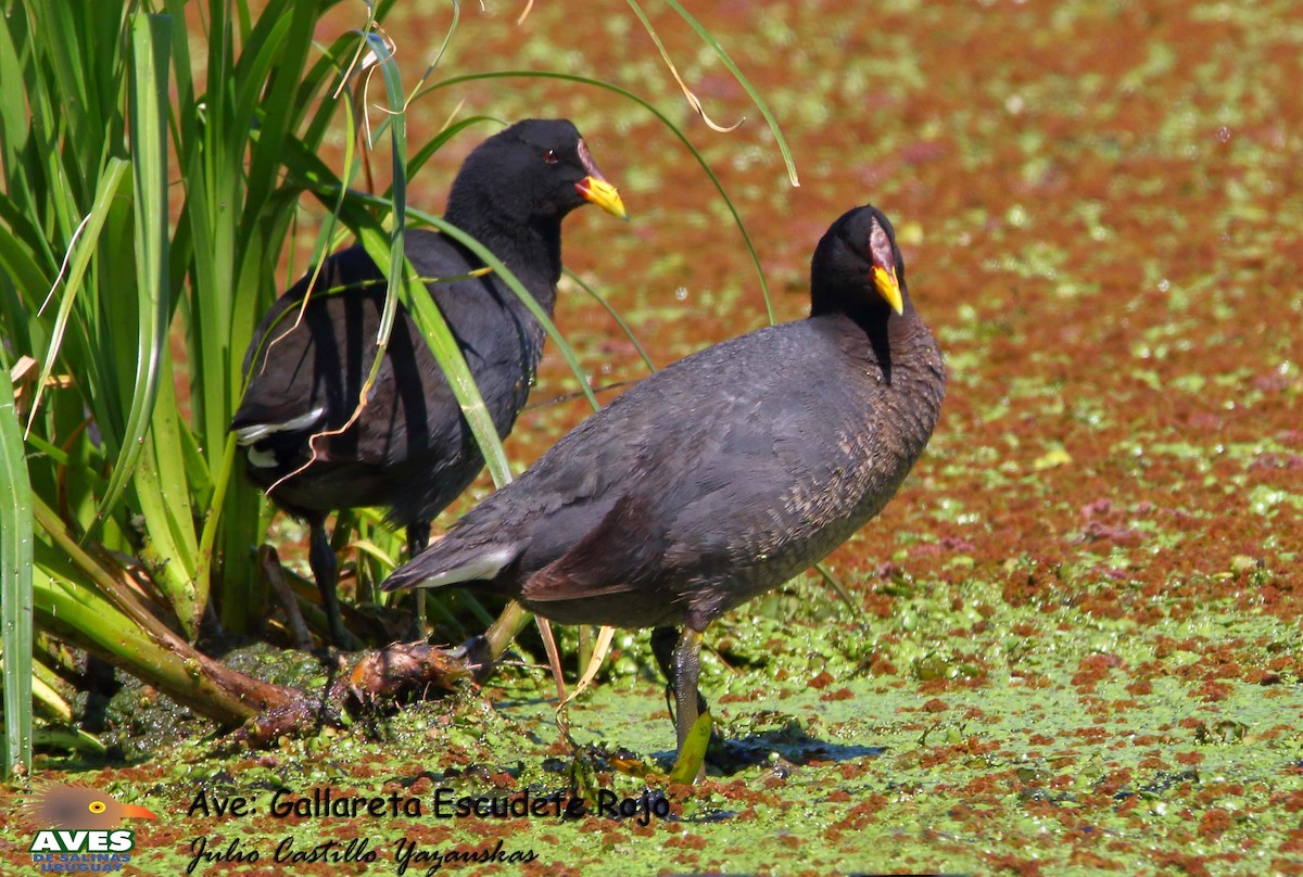 Red-fronted Coot - ML282589991