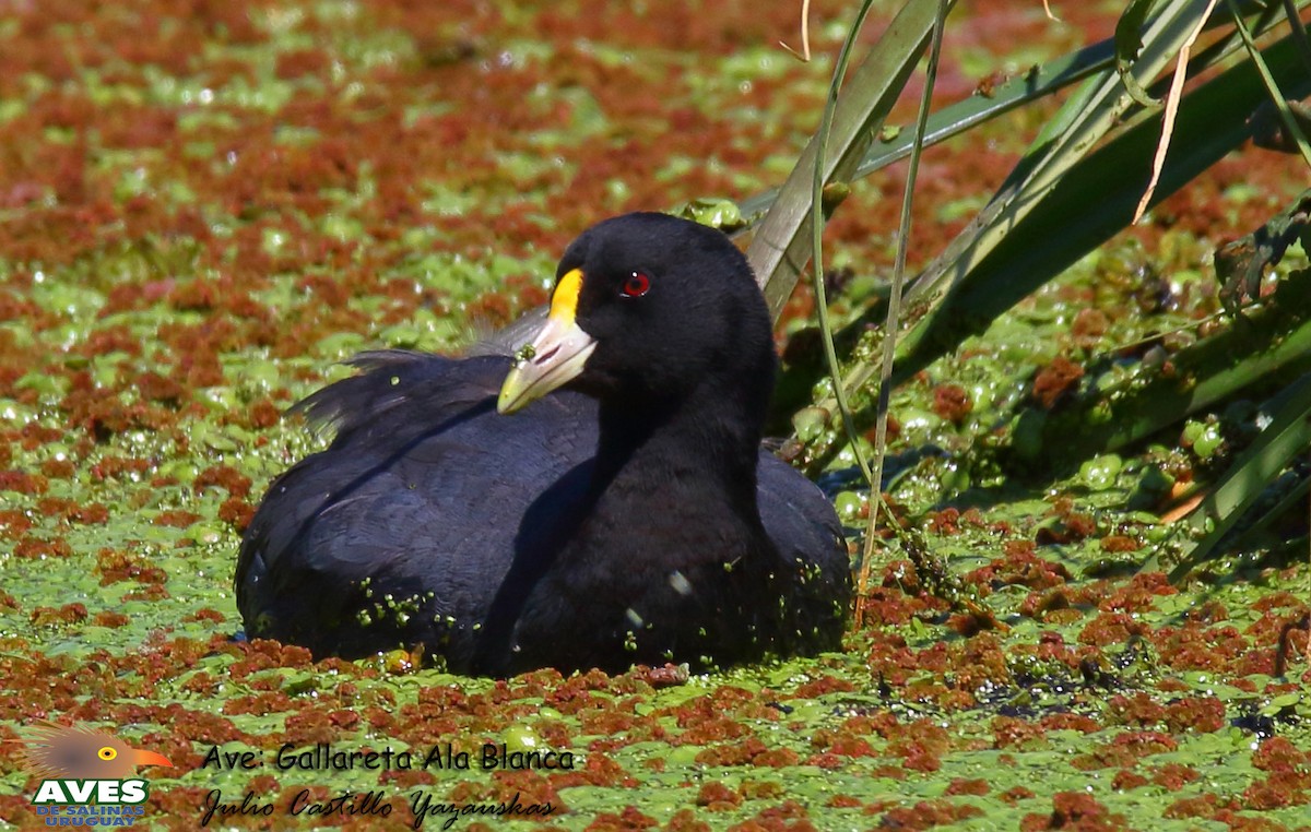 White-winged Coot - JULIO CESAR CASTILLO YAZAUSKAS