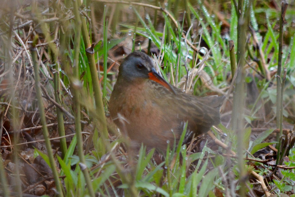 Virginia Rail (Virginia) - ML28259221