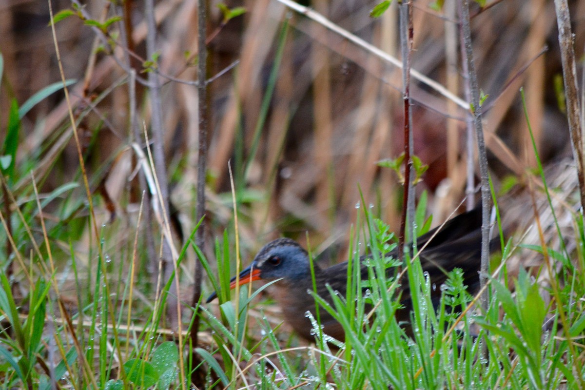 Virginia Rail (Virginia) - ML28259231