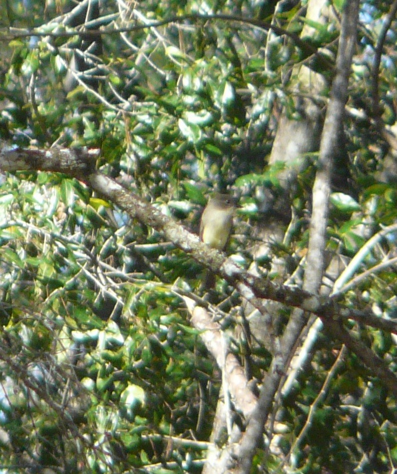 Eastern Phoebe - ML282592321