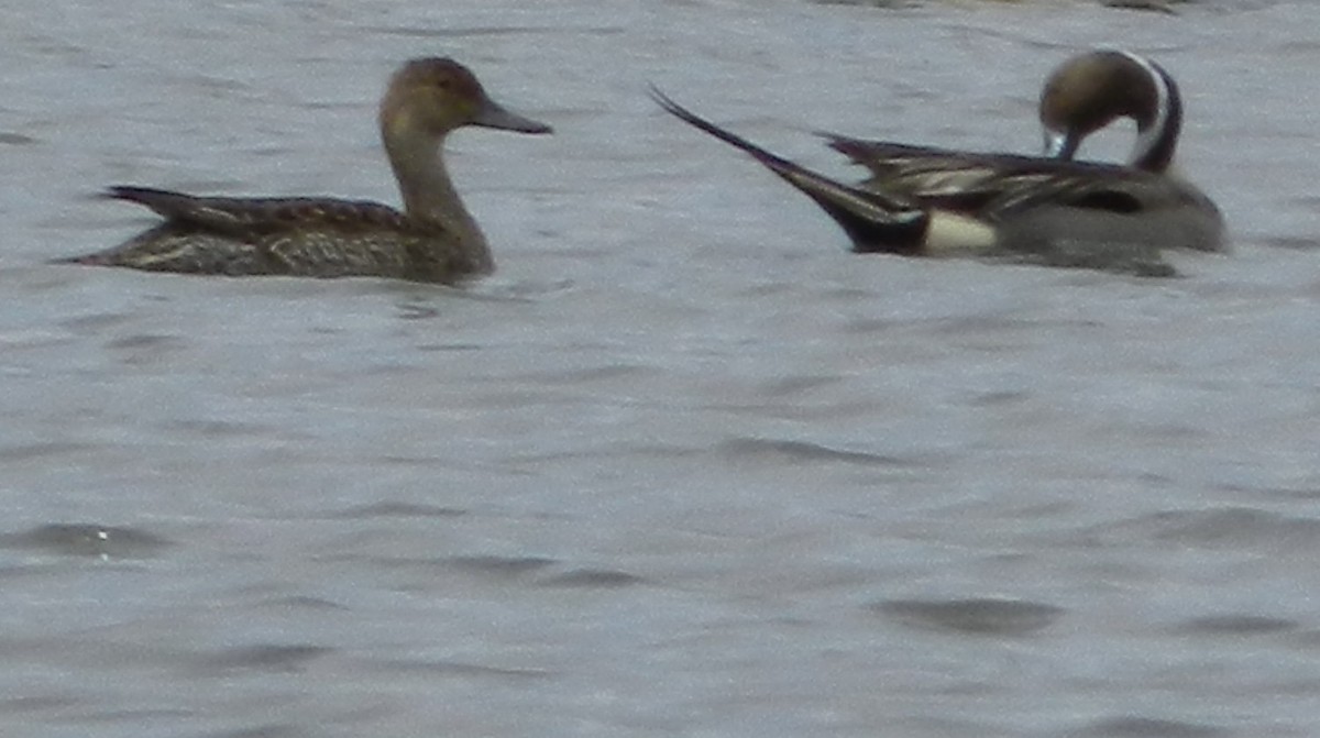 Northern Pintail - ML282592691