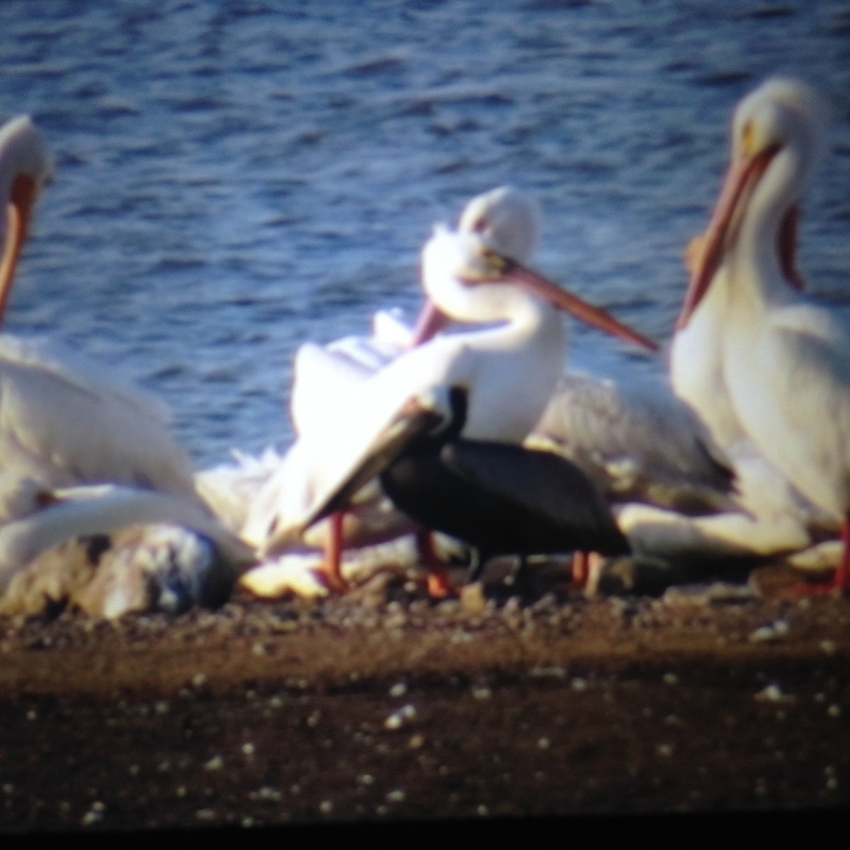 pelikán hnědý - ML28259281
