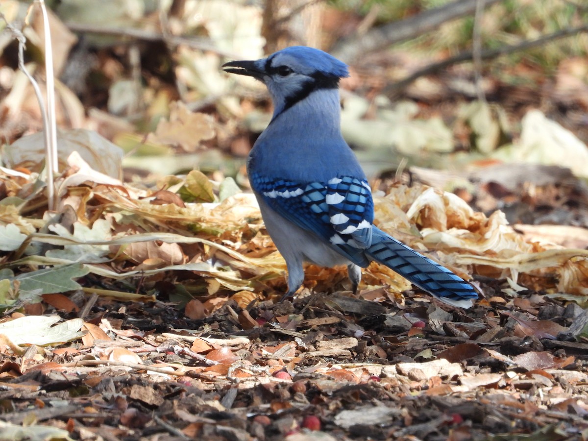 Blue Jay - ML282592881