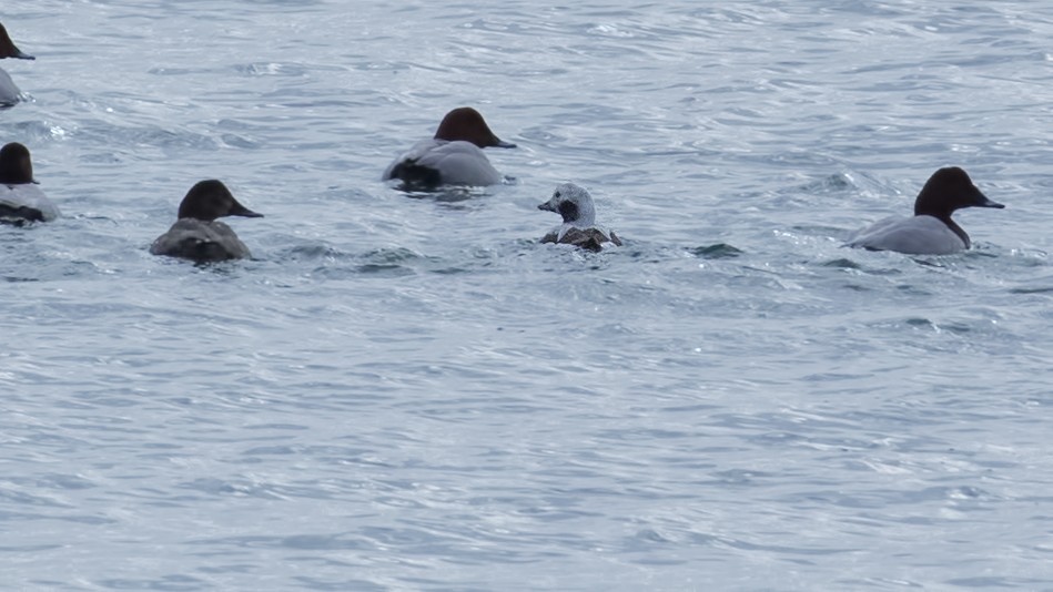 Long-tailed Duck - ML282593321