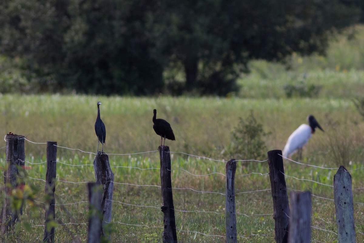 Little Blue Heron - ML282593751