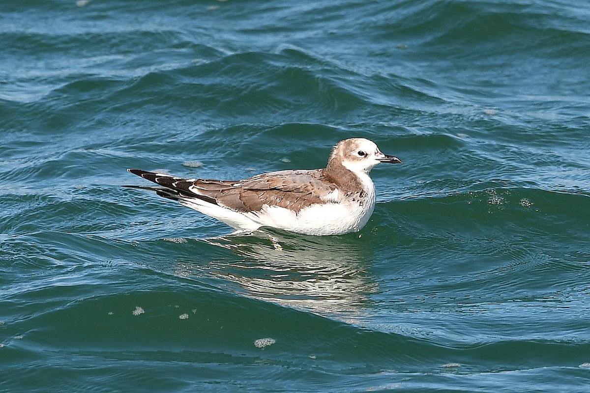 Sabine's Gull - Bill Asteriades