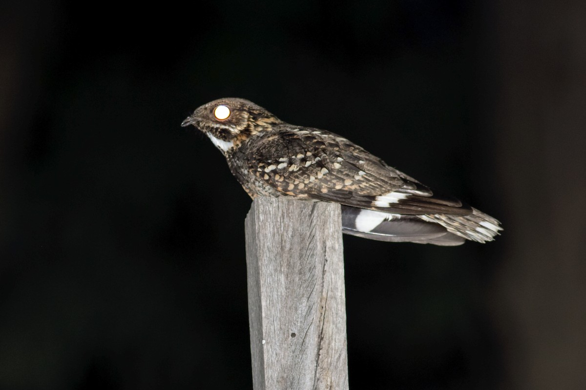 Little Nightjar - Filipe Bernardi