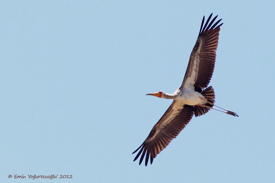 Yellow-billed Stork - Emin Yogurtcuoglu I birddetective