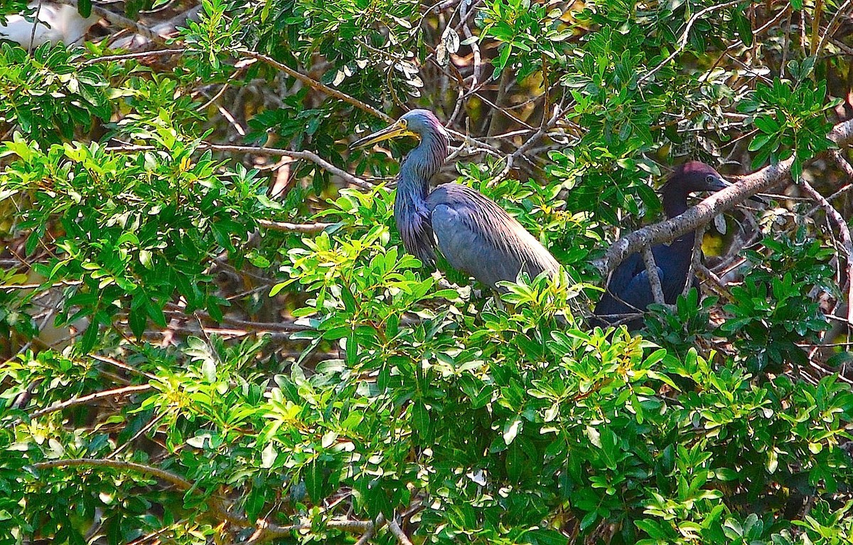 Tricolored Heron - ML282597561