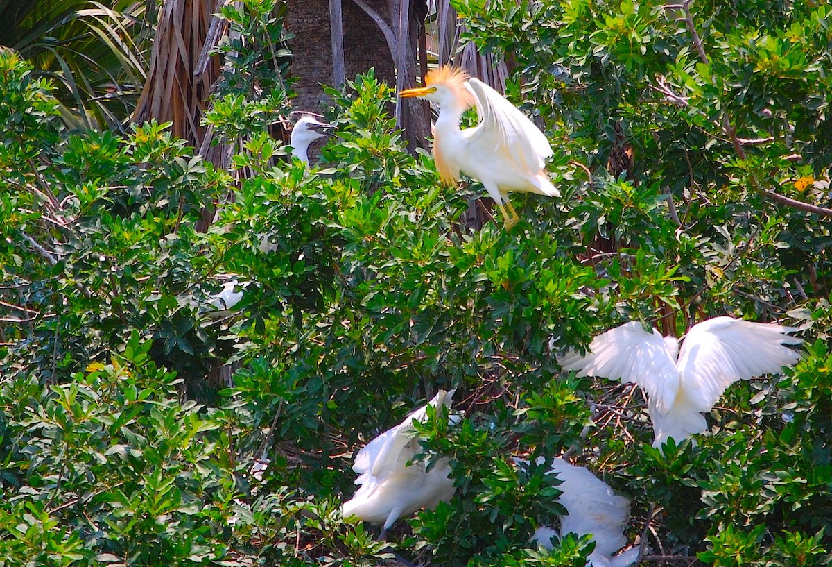 Western Cattle Egret - ML282597801