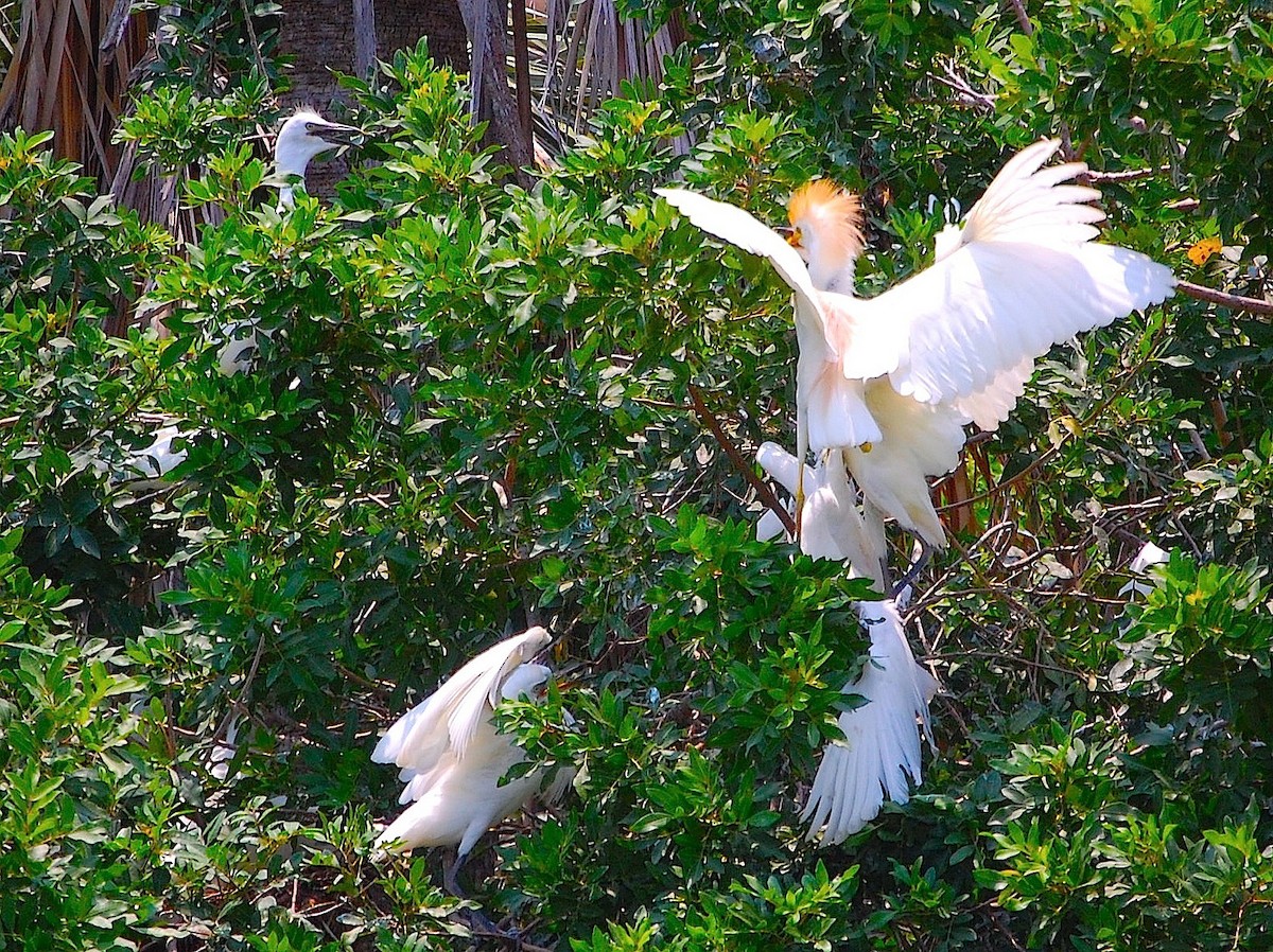 Western Cattle Egret - ML282597961