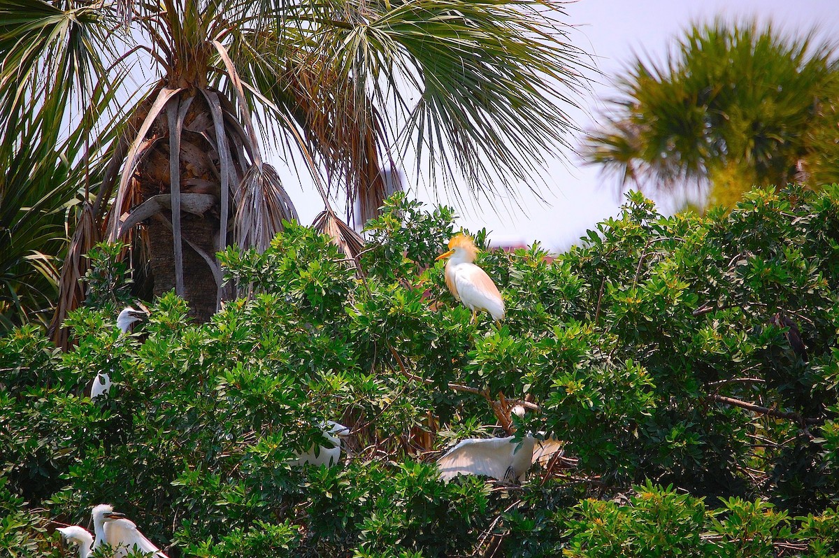 Western Cattle Egret - ML282598031