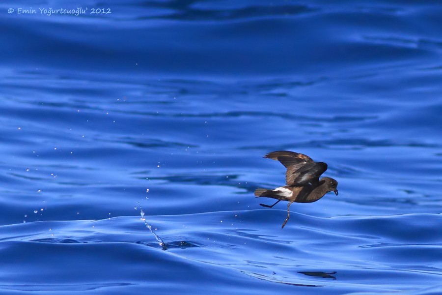 Paíño Europeo (melitensis) - ML282598091