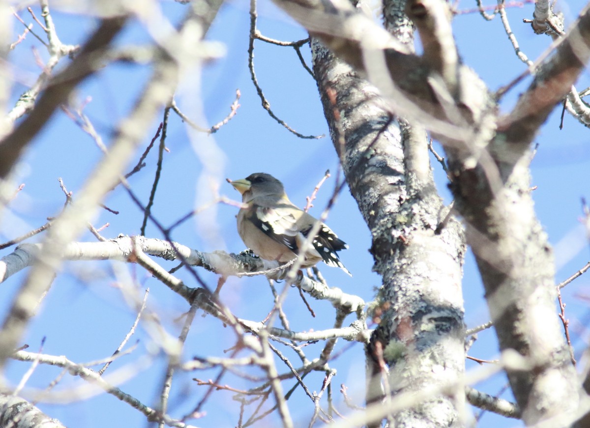 Evening Grosbeak - ML282599811