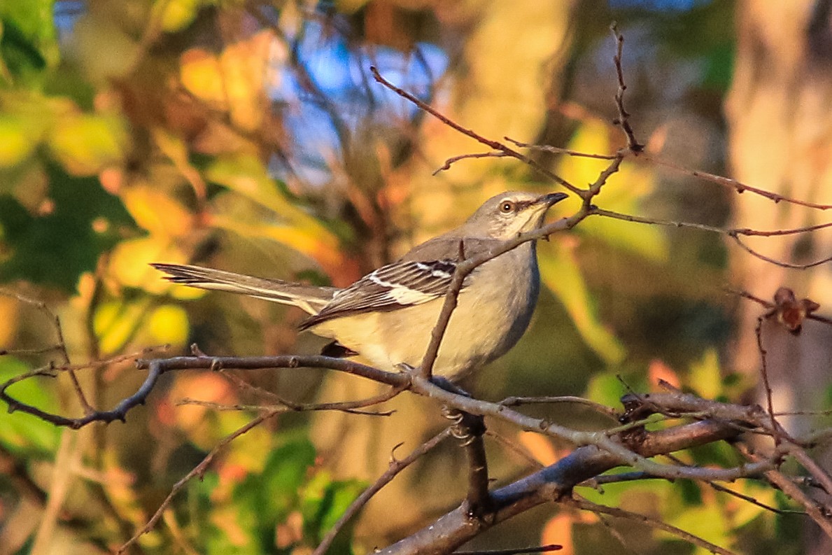 Northern Mockingbird - ML282600371